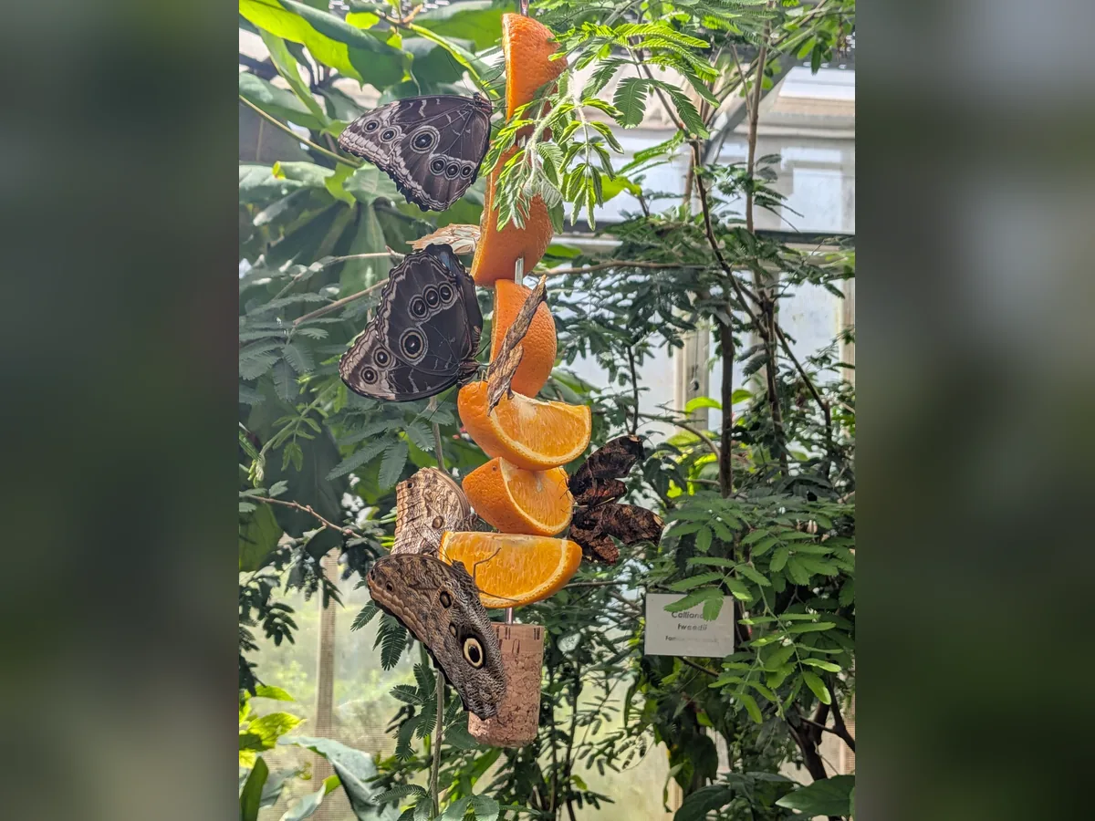 Mehrere Schmetterlinge sitzen zwischen Pflanzen an Orangenscheiben